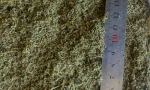 Artemisia