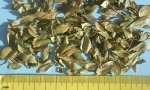 Buch Crenulata leaf