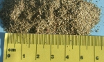 Buchu Crenulata (1.75mm)