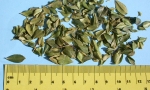 Buchu leaf