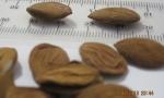 Peach kernel
