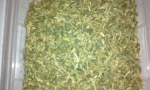 Sceletium - tea bag cut