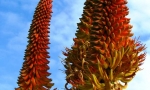 Aloe