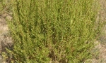 Buchu