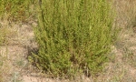 Buchu