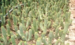 Hoodia gordonii