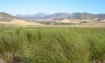 Rooibos farm
