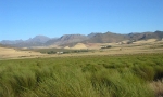 Rooibos farm