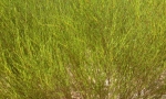 Rooibos plant