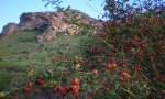 Rosehips